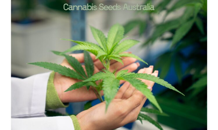 Cannabis Seeds for Sale