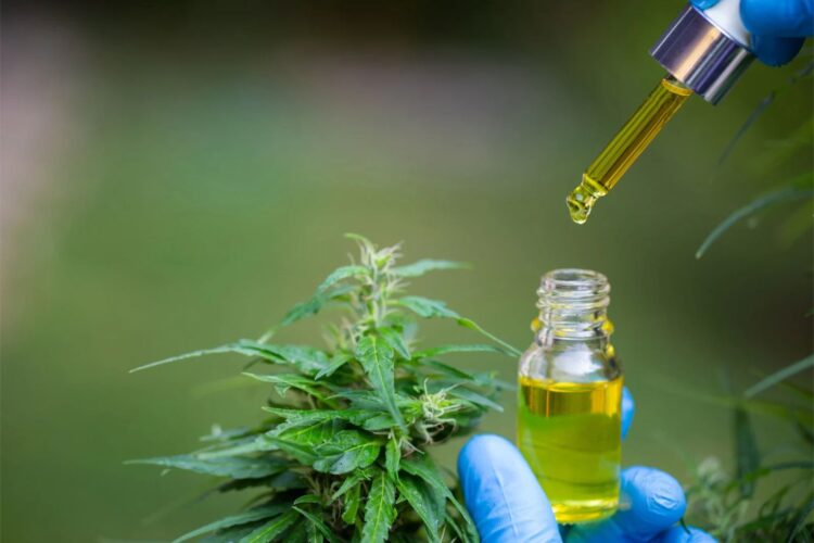 Cannabis Seeds for Sale