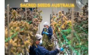 Cannabis Seeds for Sale