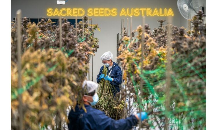 Cannabis Seeds for Sale